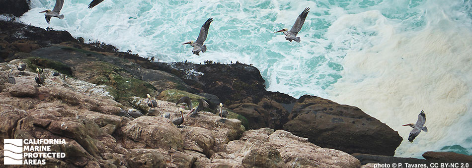 a half dozen brown pelicans float above rounded rocks, a dozen or so sit just above the high tide line on rounded light brown rocks, the water, violently surging mixing a deep blue and white foam creating a vibrant teal coloring
